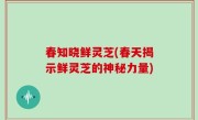 春知晓鲜灵芝(春天揭示鲜灵芝的神秘力量)