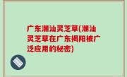 广东潮汕灵芝草(潮汕灵芝草在广东揭阳被广泛应用的秘密)