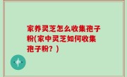 家养灵芝怎么收集孢子粉(家中灵芝如何收集孢子粉？)