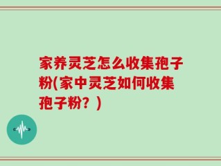 家养灵芝怎么收集孢子粉(家中灵芝如何收集孢子粉？)