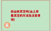 应山收灵芝吗(山上采集灵芝的方法及注意事项)