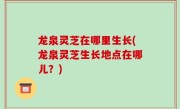 龙泉灵芝在哪里生长(龙泉灵芝生长地点在哪儿？)