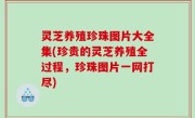 灵芝养殖珍珠图片大全集(珍贵的灵芝养殖全过程，珍珠图片一网打尽)