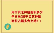 周宁灵芝种植面积多少平方米(周宁灵芝种植面积占据多大土地？)