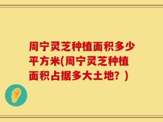 周宁灵芝种植面积多少平方米(周宁灵芝种植面积占据多大土地？)