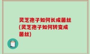 灵芝孢子如何长成菌丝(灵芝孢子如何转变成菌丝)