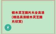 椴木灵芝图片大全高清(精选高清椴木灵芝图片欣赏)