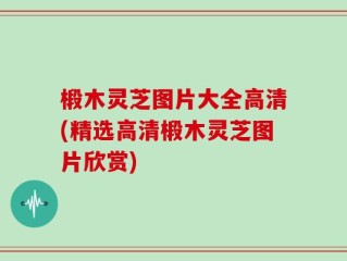 椴木灵芝图片大全高清(精选高清椴木灵芝图片欣赏)