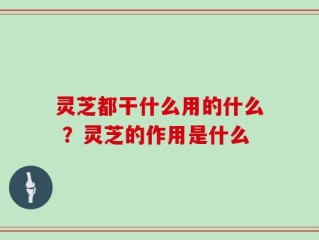 灵芝都干什么用的什么 ？灵芝的作用是什么
