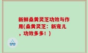 新鲜桑黄灵芝功效与作用(桑黄灵芝：新宠儿，功效多多！)