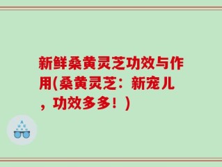 新鲜桑黄灵芝功效与作用(桑黄灵芝：新宠儿，功效多多！)