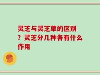 灵芝与灵芝草的区别 ？灵芝分几种各有什么作用