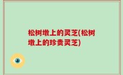 松树墩上的灵芝(松树墩上的珍贵灵芝)