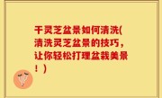 干灵芝盆景如何清洗(清洗灵芝盆景的技巧，让你轻松打理盆栽美景！)