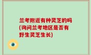 兰考附近有种灵芝的吗(询问兰考地区是否有野生灵芝生长)