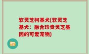 软灵芝柯基犬(软灵芝基犬：融合珍贵灵芝基因的可爱宠物)