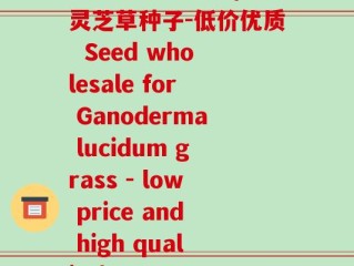 灵芝草种子批发(批发灵芝草种子-低价优质  Seed wholesale for Ganoderma lucidum grass - low price and high quality)