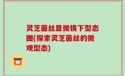 灵芝菌丝显微镜下型态图(探索灵芝菌丝的微观型态)