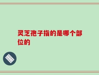 灵芝孢子指的是哪个部位的