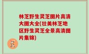 林芝野生灵芝图片高清大图大全(壮美林芝地区野生灵芝全景高清图片集锦)
