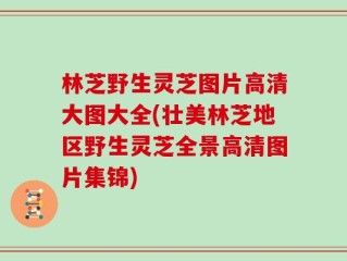 林芝野生灵芝图片高清大图大全(壮美林芝地区野生灵芝全景高清图片集锦)