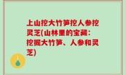 上山挖大竹笋挖人参挖灵芝(山林里的宝藏：挖掘大竹笋、人参和灵芝)