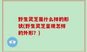 野生灵芝是什么样的形状(野生灵芝呈现怎样的外形？)