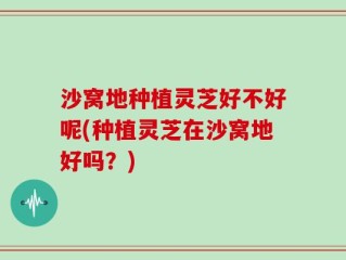 沙窝地种植灵芝好不好呢(种植灵芝在沙窝地好吗？)