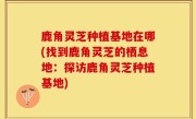 鹿角灵芝种植基地在哪(找到鹿角灵芝的栖息地：探访鹿角灵芝种植基地)