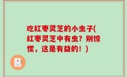 吃红枣灵芝的小虫子(红枣灵芝中有虫？别惊慌，这是有益的！)