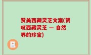 赞美西藏灵芝文案(赞叹西藏灵芝 — 自然界的珍宝)