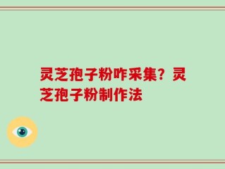 灵芝孢子粉咋采集？灵芝孢子粉制作法