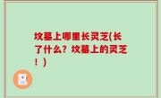 坟墓上哪里长灵芝(长了什么？坟墓上的灵芝！)