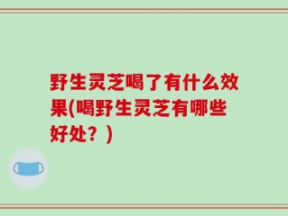 野生灵芝喝了有什么效果(喝野生灵芝有哪些好处？)