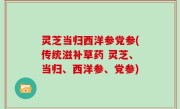 灵芝当归西洋参党参(传统滋补草药 灵芝、当归、西洋参、党参)