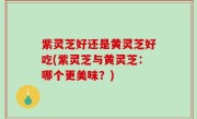 紫灵芝好还是黄灵芝好吃(紫灵芝与黄灵芝：哪个更美味？)
