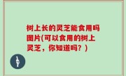 树上长的灵芝能食用吗图片(可以食用的树上灵芝，你知道吗？)