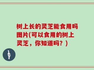 树上长的灵芝能食用吗图片(可以食用的树上灵芝，你知道吗？)