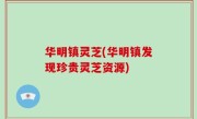 华明镇灵芝(华明镇发现珍贵灵芝资源)