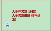 人参养灵芝 19楼(人参灵芝搭配 精神焕发)