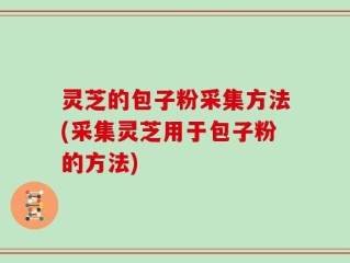 灵芝的包子粉采集方法(采集灵芝用于包子粉的方法)