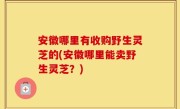 安徽哪里有收购野生灵芝的(安徽哪里能卖野生灵芝？)