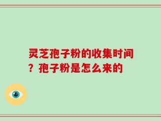 灵芝孢子粉的收集时间？孢子粉是怎么来的