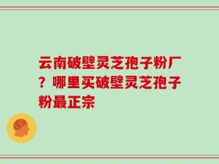 云南破壁灵芝孢子粉厂？哪里买破壁灵芝孢子粉最正宗