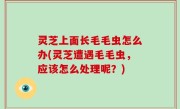 灵芝上面长毛毛虫怎么办(灵芝遭遇毛毛虫，应该怎么处理呢？)