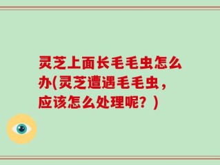 灵芝上面长毛毛虫怎么办(灵芝遭遇毛毛虫，应该怎么处理呢？)