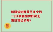 新疆榆树野灵芝多少钱一斤(新疆榆树野灵芝售价现已公布)