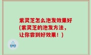 紫灵芝怎么泡发效果好(紫灵芝的泡发方法，让你尝到好效果！)
