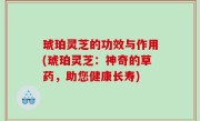 琥珀灵芝的功效与作用(琥珀灵芝：神奇的草药，助您健康长寿)
