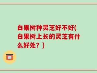 白果树种灵芝好不好(白果树上长的灵芝有什么好处？)